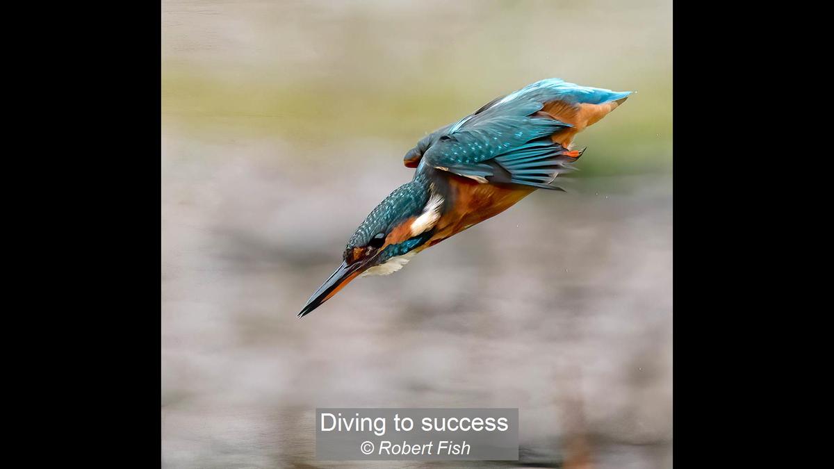 Diving to success_Robert Fish